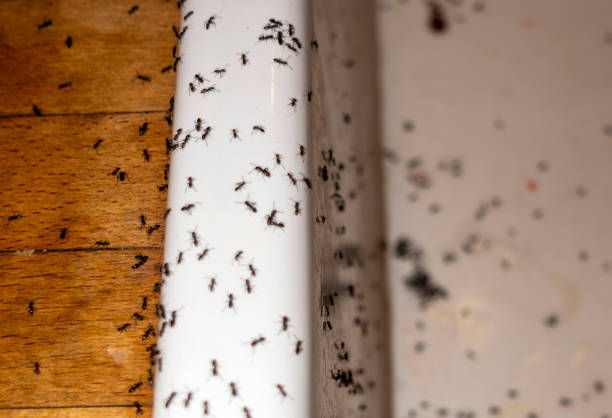 Best Ant Control Services  in Sa Loma, CA